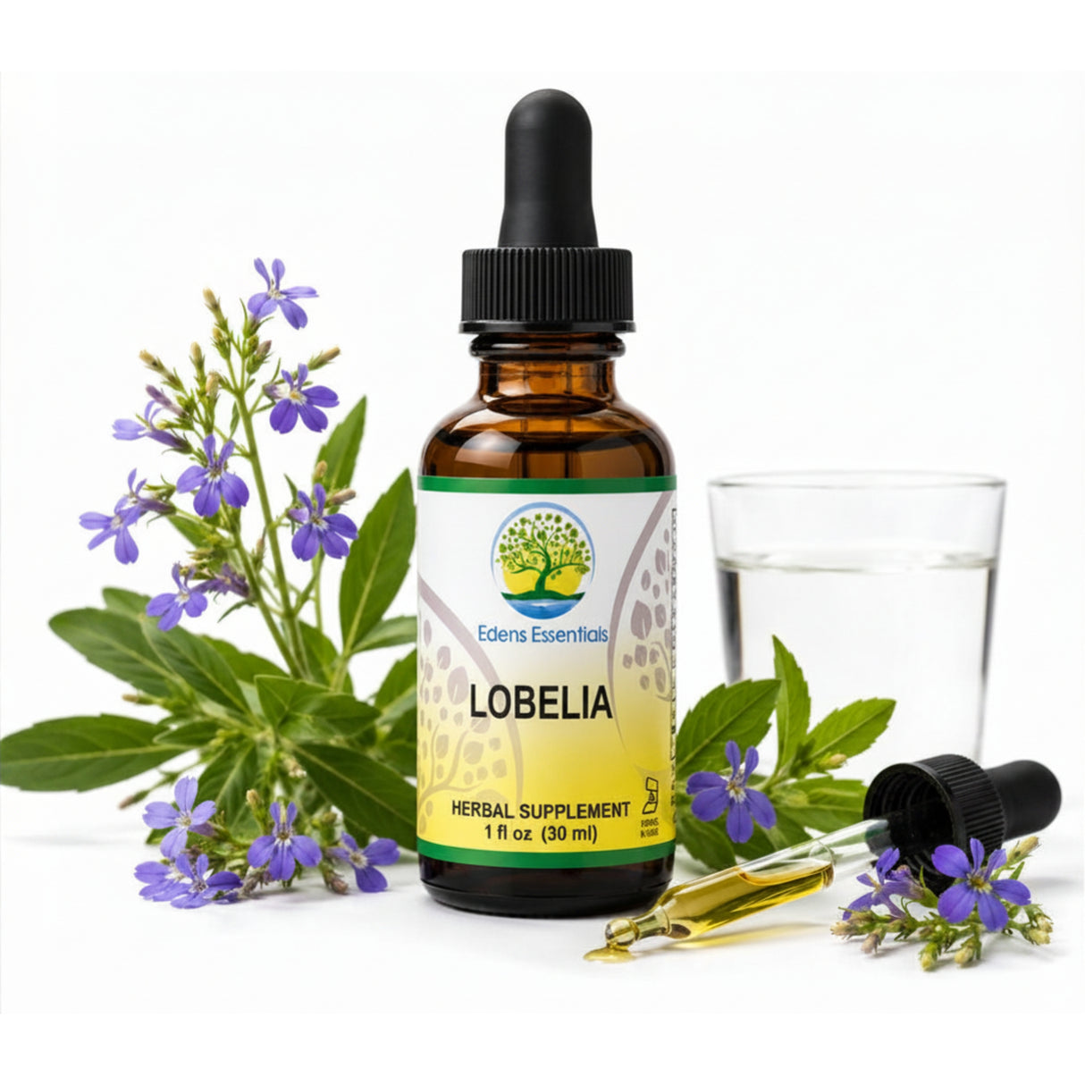 Lobelia